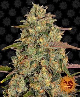 Amnesia Sitron (Feminisert) - Barney & #039; s Farm