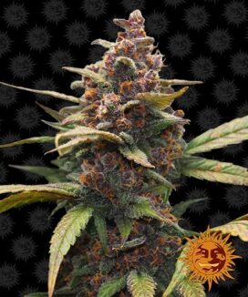 Ayahuasca Purple (Feminiseret) - Barney's Farm