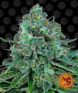 Kritisk Kush (Feminisert) - Barney & #039; s Farm