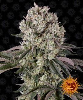 Glookies (Feminisert) - Barney & #039; s Farm