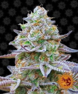 barney's farm