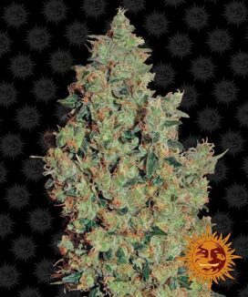 Tangerine Dream (Feminiseret) - Barney's Farm